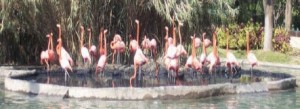 Zoológico Guadalajara