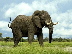 Elefante Zoológico Guadalajara