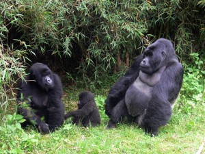 Changos Zoológico Guadalajara