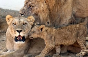 Leones zoologico guadalajara