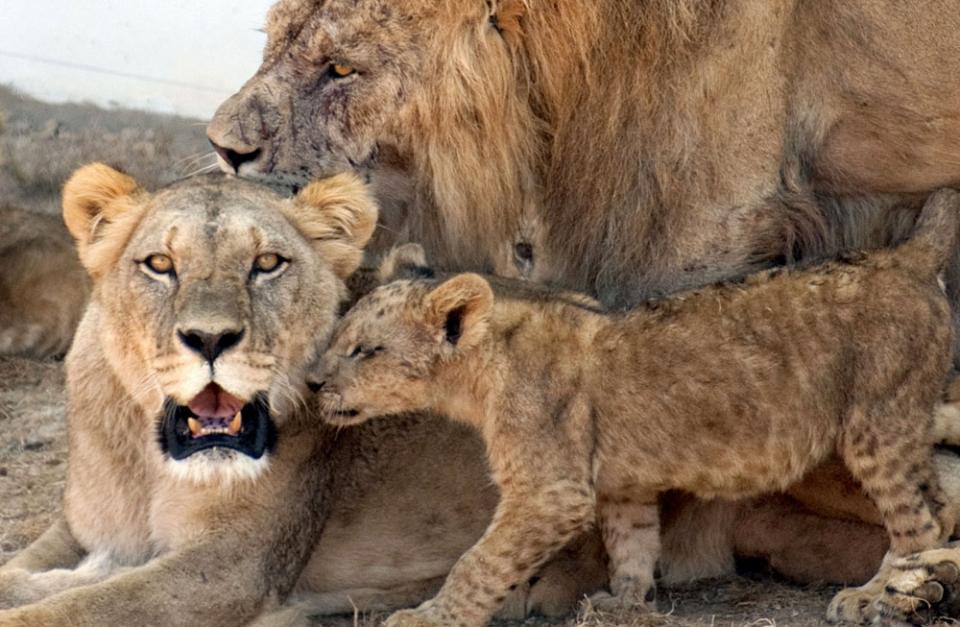 Leones Zoológico Guadalajara | Zoologico de Guadalajara